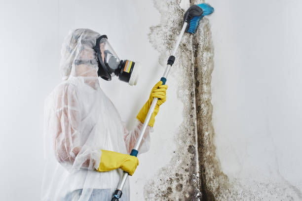 Best Environmental Consulting for Mold Prevention in Garden View, PA