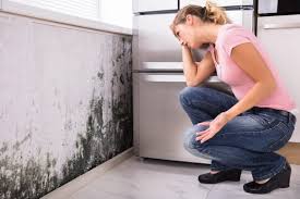 Best Mold Odor Removal Services in Garden View, PA